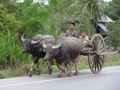 Ochsenfuhrwerk - Kambodscha